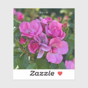Lavender Pink Rose