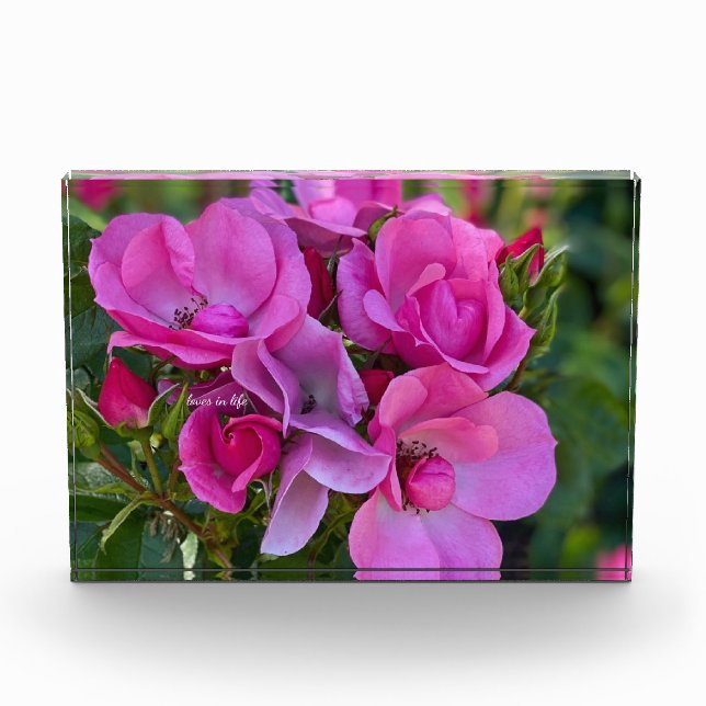  lavender Pink Rose Photo Block (Front)