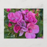Lavender Pink Rose