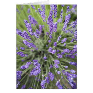 Lavender plants