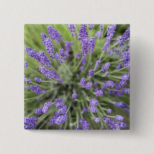 Lavender plants 15 cm square badge