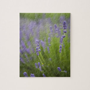 Lavender plants 2 jigsaw puzzle