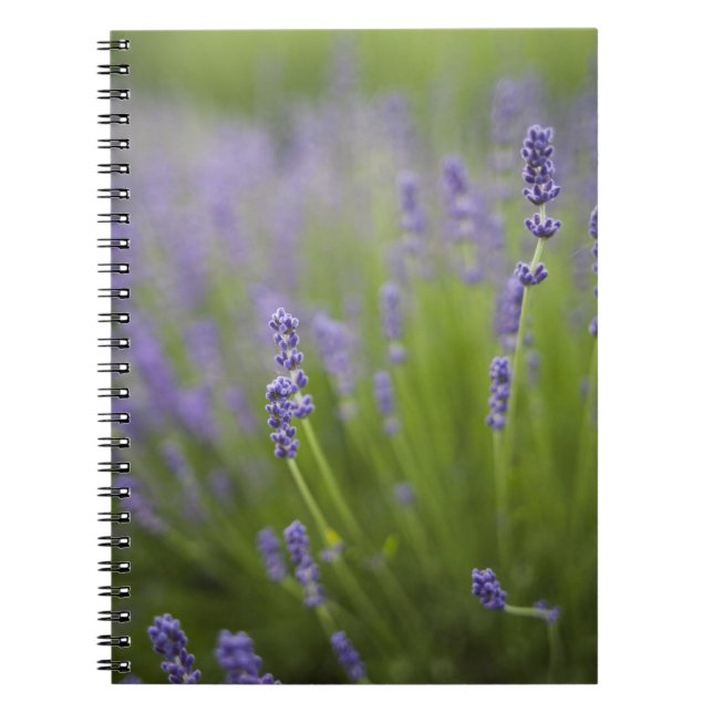 Lavender plants 2 spiral notebook (Front)