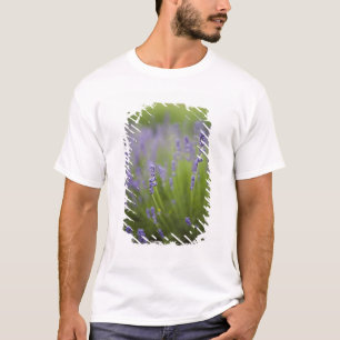 Lavender plants 2 T-Shirt