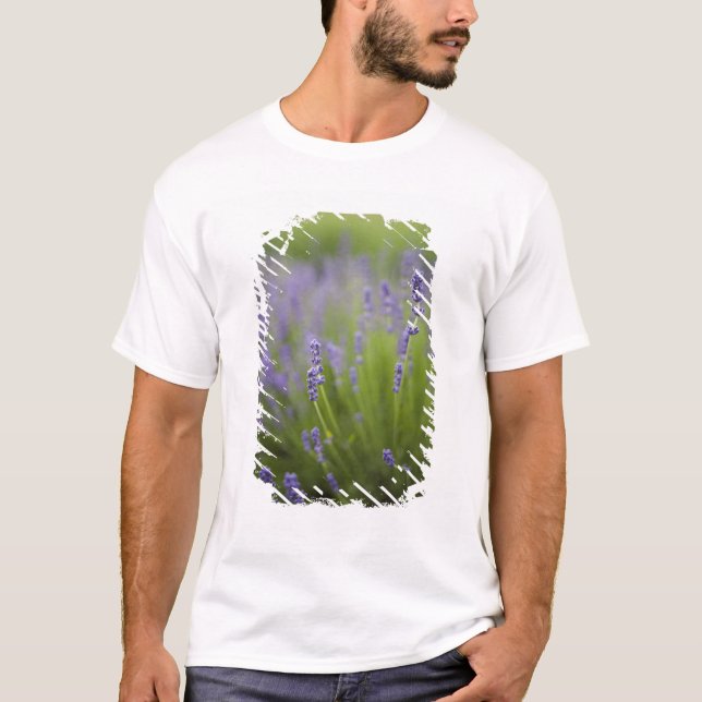 Lavender plants 2 T-Shirt (Front)