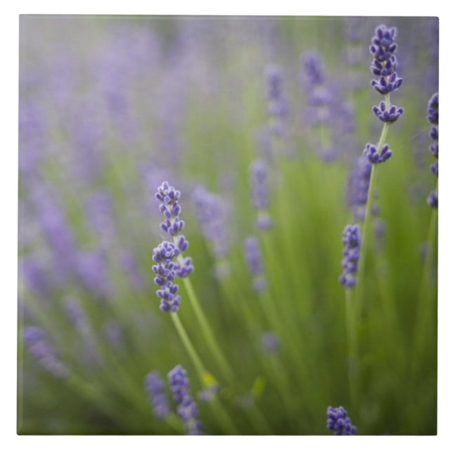 Lavender plants 2 tile (Front)
