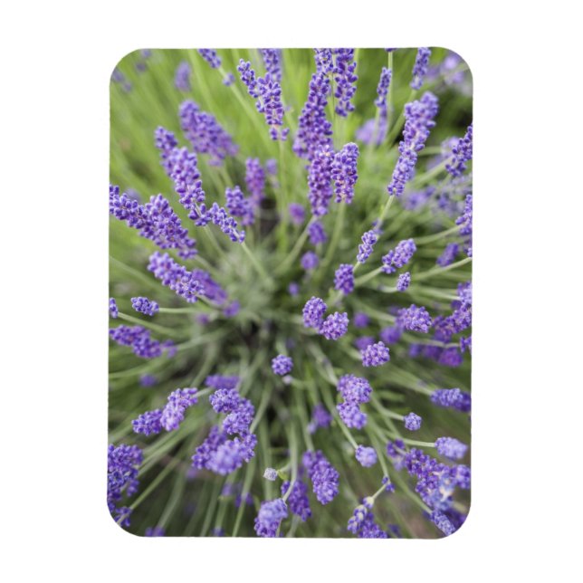 Lavender plants magnet (Vertical)