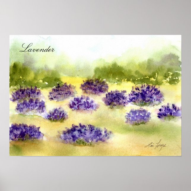 Lavender Plants Poster (Front)