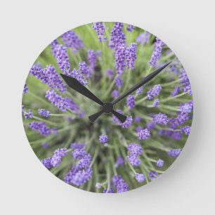Lavender plants round clock