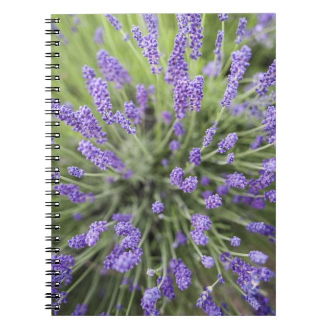 Lavender plants spiral notebook (Front)