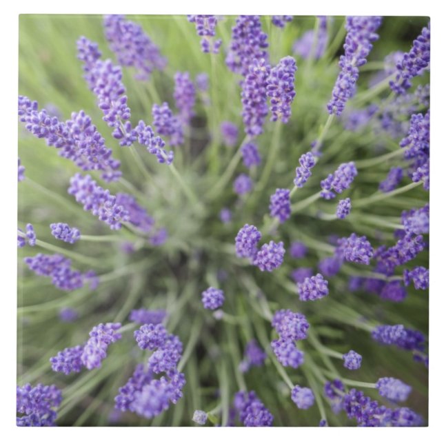 Lavender plants tile (Front)
