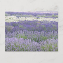 Lavender Postcard