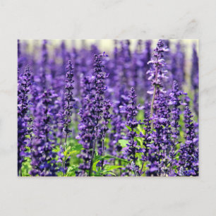 Lavender Postcard