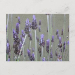 Lavender Postcard