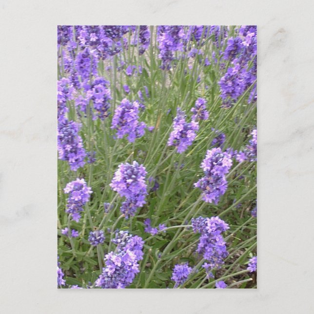 Lavender Postcard (Front)