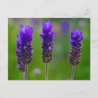 lavender postcard