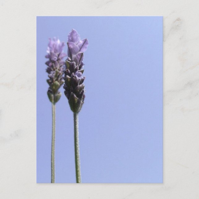 Lavender Postcard (Front)