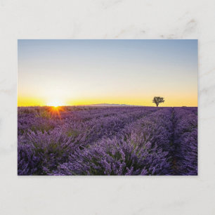 Lavender Postcard