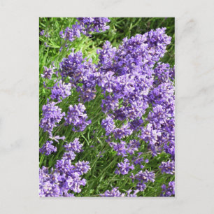 Lavender Postcard