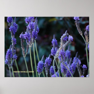 Lavender Poster