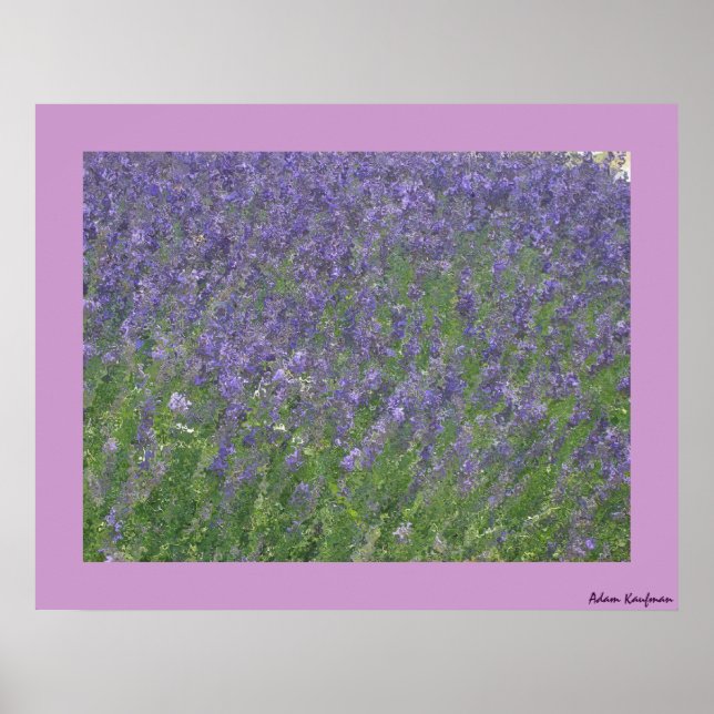 Lavender Poster (Front)