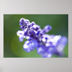 Lavender Poster