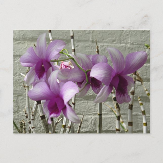Lavender Purple Orchid Flowers Postcard (Front)