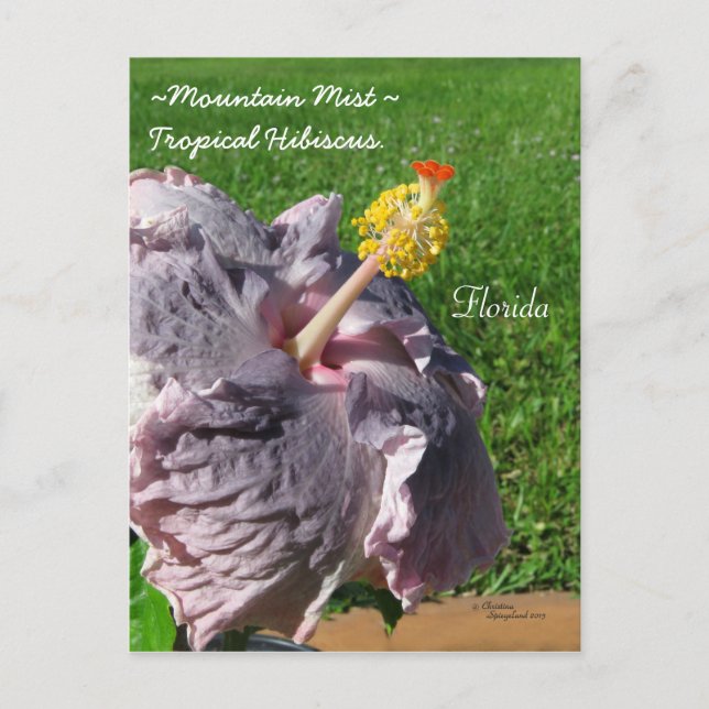 Lavender purple tropical hibiscus Postcard (Front)