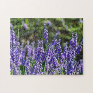 Lavender puzzle