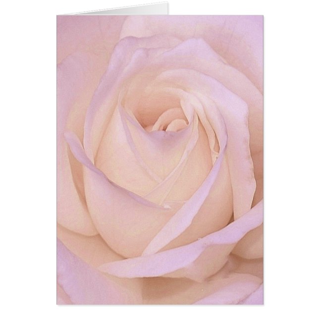 Lavender Rose (Front)
