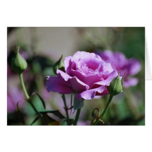 Lavender Rose Card