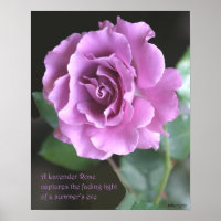 Lavender Rose Poster: ROSE & PROSE 16x20