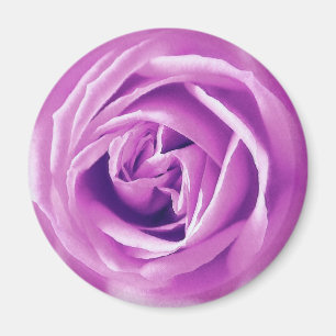 Lavender rose print magnet