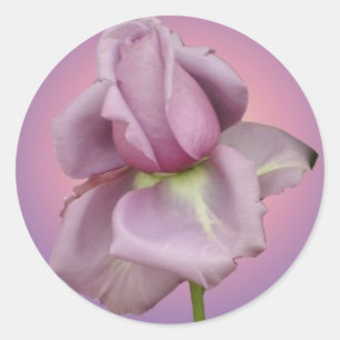 Lavender rose sticker