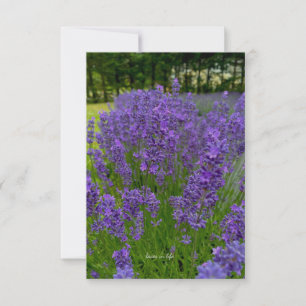 Lavender Row, Row of Trees Card