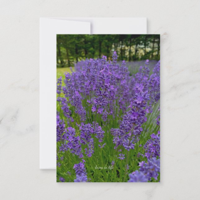 Lavender Row, Row of Trees Card (Front)