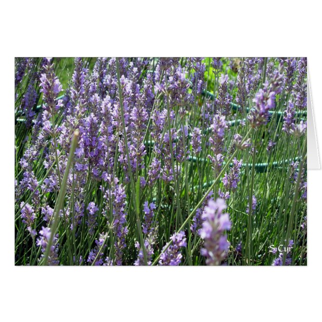 Lavender, S Cyr (Front Horizontal)