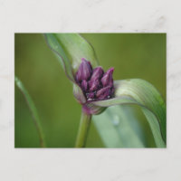 Lavender Spiderwort Flower Postcard