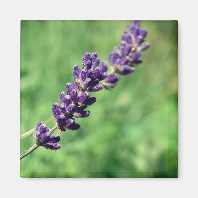 Lavender Stalk Photo  Magnet (Front)