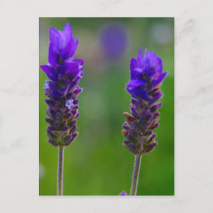 lavender stems postcard