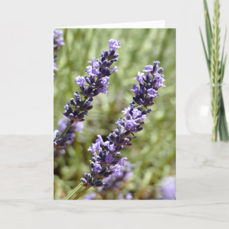 Lavender Stems, Provence, France -  Card