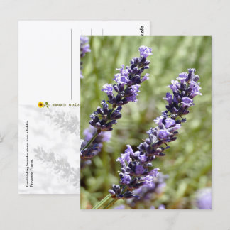 Lavender Stems, Provence, France -  Postcard