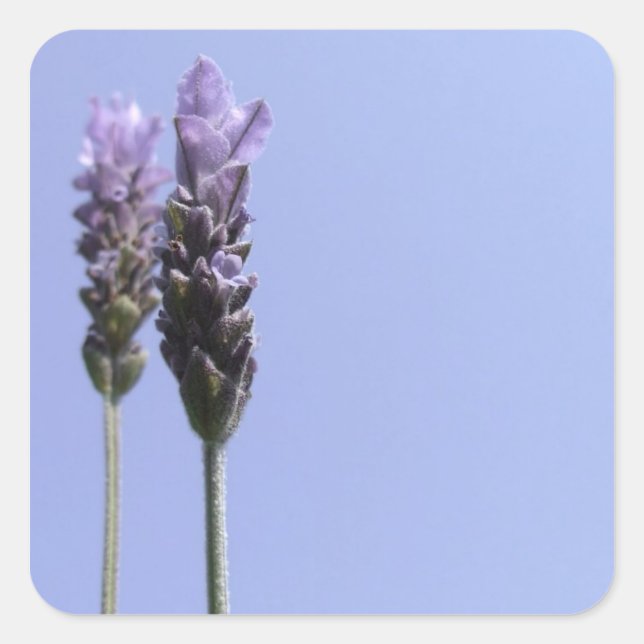 Lavender Stickers (Front)