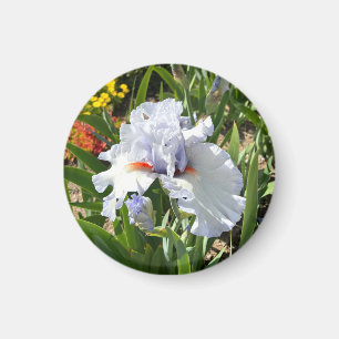 Lavender Tall Bearded Iris Magnet