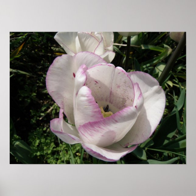 Lavender tipped Tulip Print (Front)