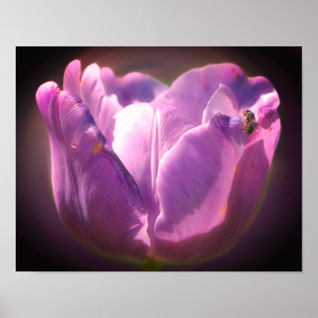 Lavender Tulip With Tiny Bee Close Up Poster (Front)