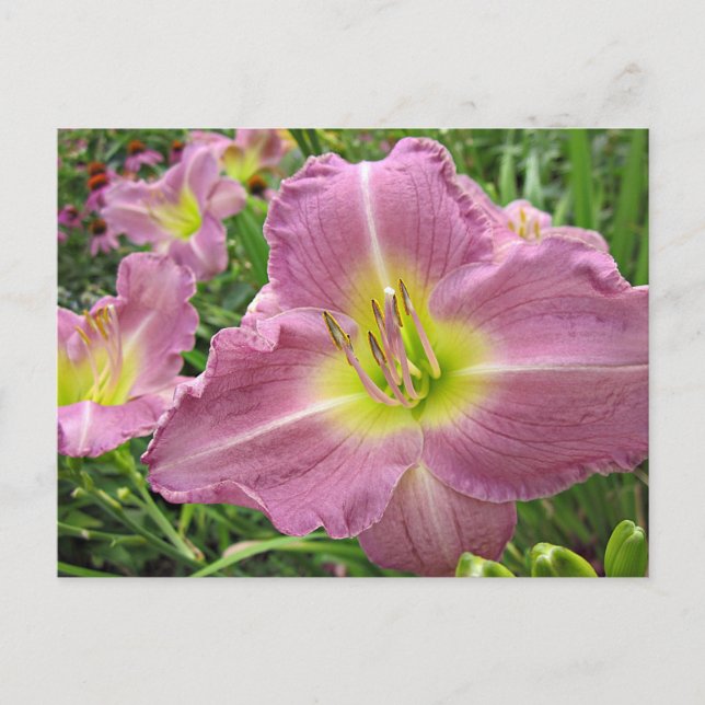 Lavender Vista Daylily Postcard (Front)