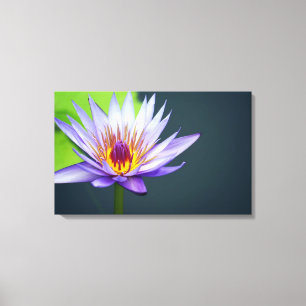 Lavender Water Lily Canvas Print