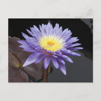 Lavender Water Lily Postcard
