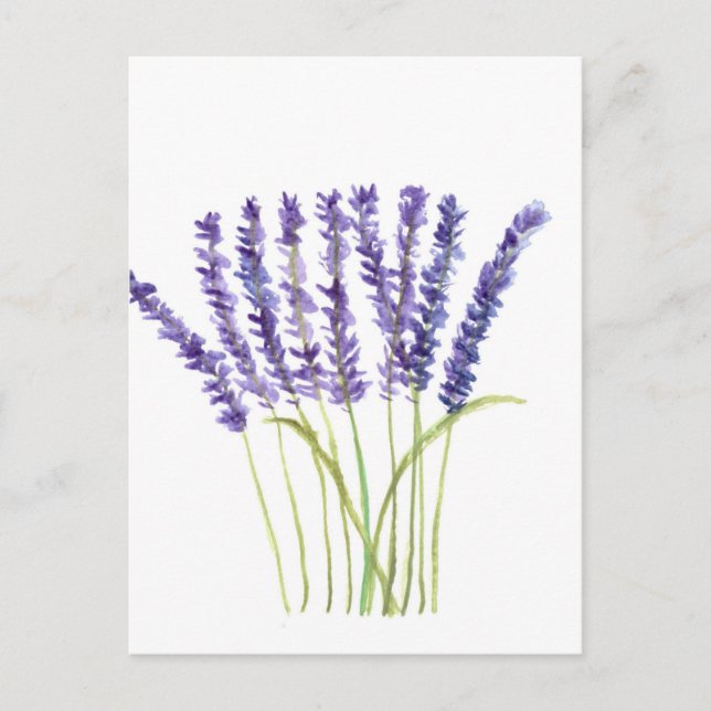 Lavender watercolour painting, purple flowers postcard (Front)